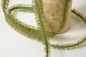 Preview: Rüschengummi Volant beidseitig Avocado Grün