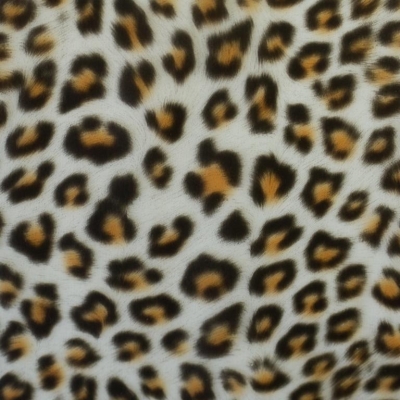 Folie | Regensburg | Leo Print transparent